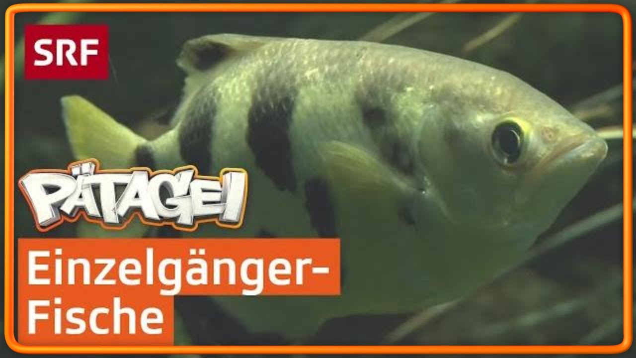 Schützenfisch spuckt Beute von Blättern | Pätagei | SRF Kids – Kindervideos
