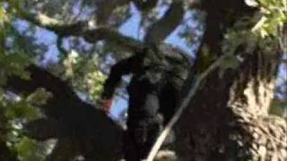 Michael Jackson climbing a tree