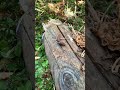 I went to work and met a snail  It was so cute