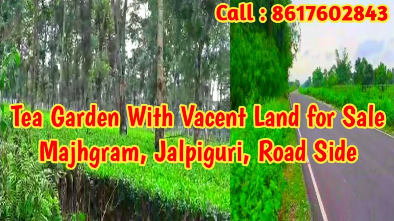 Low Price Tea Garden Sale in Jalpiguri, Majhgram। Land for sale in Jalpiguri। Flat House Buy & Sale