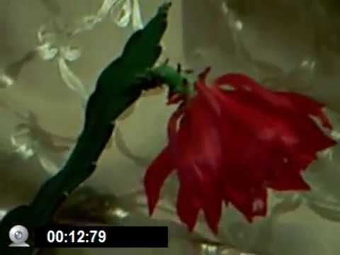 Эпифиллум кактус лесной цветениe как заставить цвести кактус