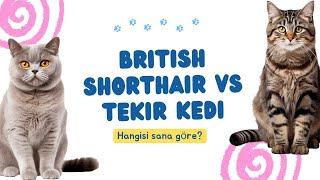 Asil British Shorthair Mi? Oyuncu Tekir Mi? Hangisi Daha İyi Ev Arkadaşı?