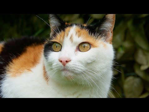 Видео: 5 Вдъхновяващи специални нужди Котки