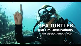 Sea Turtle Observations Annie Crawley