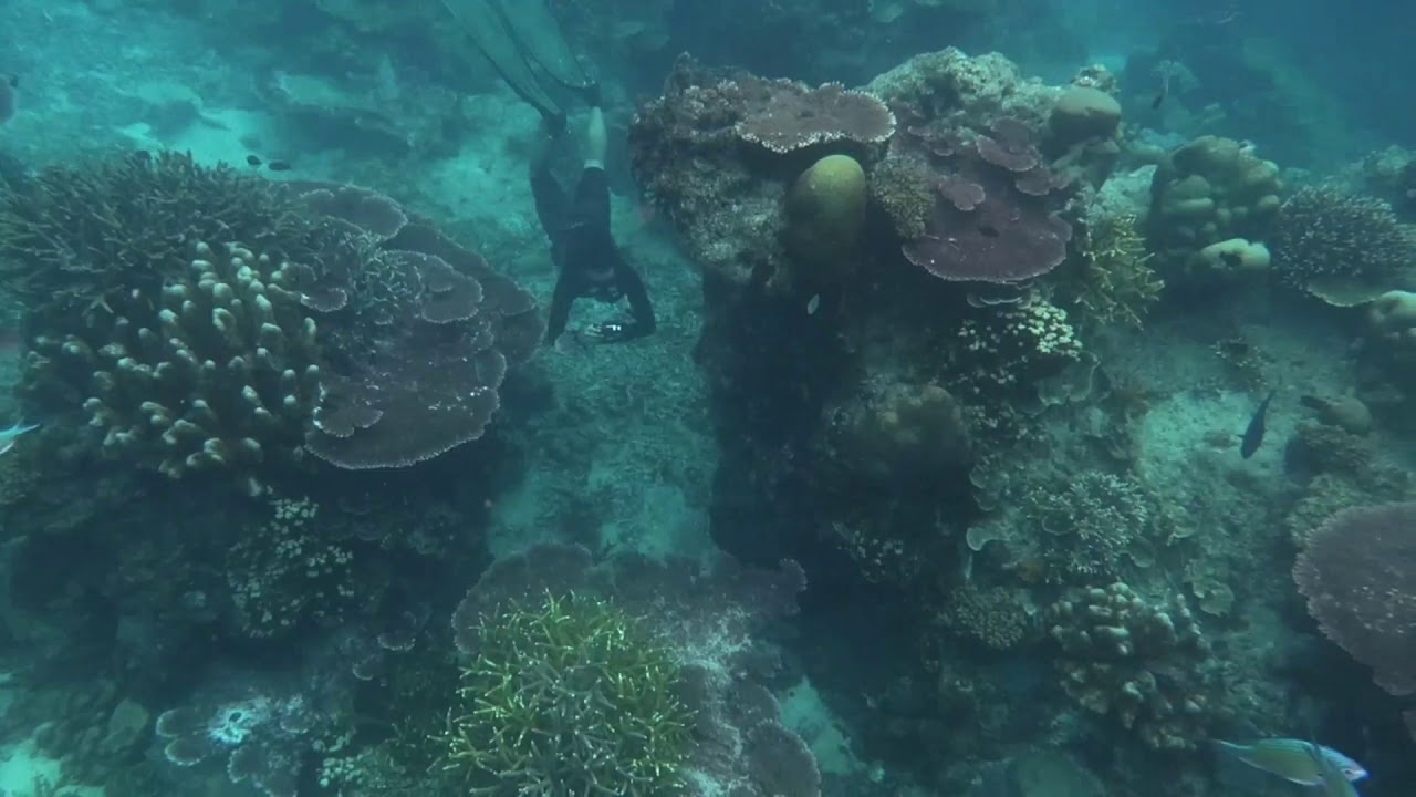 Fun Dive Pulau Dayang and Pulau Lang