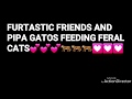 Furtastic friends and pipa gatos feeding  feral cats at madrid