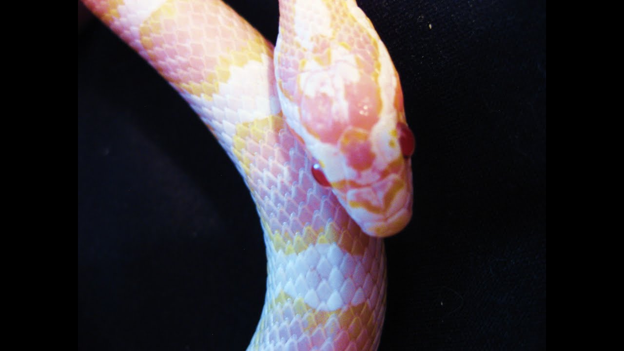 corn snake morphs Prince, okeetee snow corn