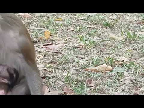 VID20250117152421 Play 