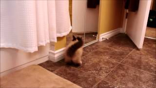 Ragdoll Kitten Fights a Mirror