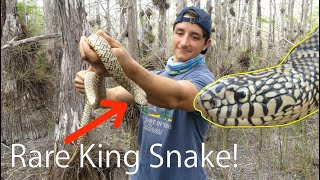 Catching A HUGE Golden King Snake! (Herping Florida)