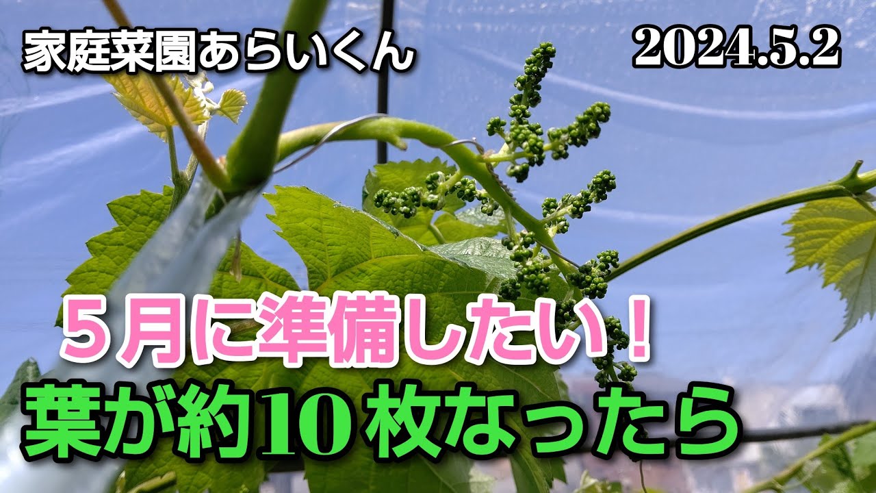 【シャインマスカット】第１５３回、花穂整形に向けて大事な工程３選【家庭菜園】