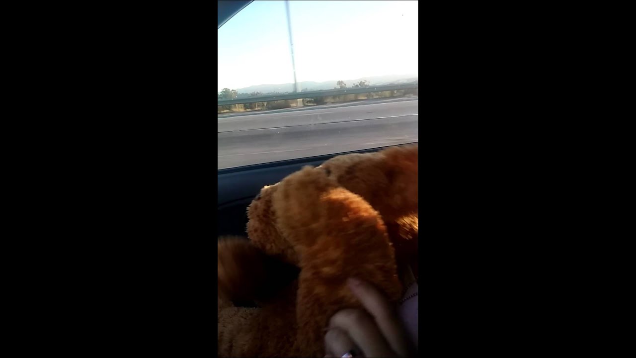 Sexy Dancing Bear Youtube