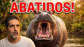 HIPOPÓTAMOS de Pablo Escobar serão ABATIDOS!