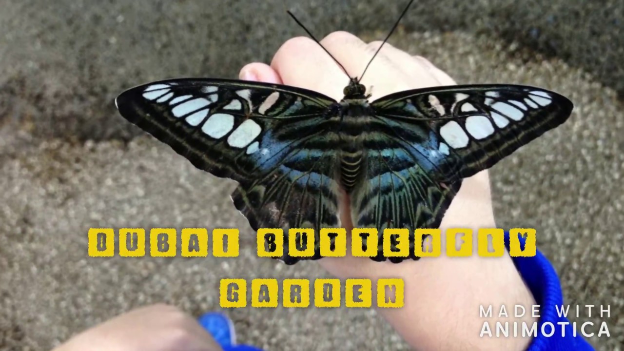 Dubai Butterfly Garden - YouTube