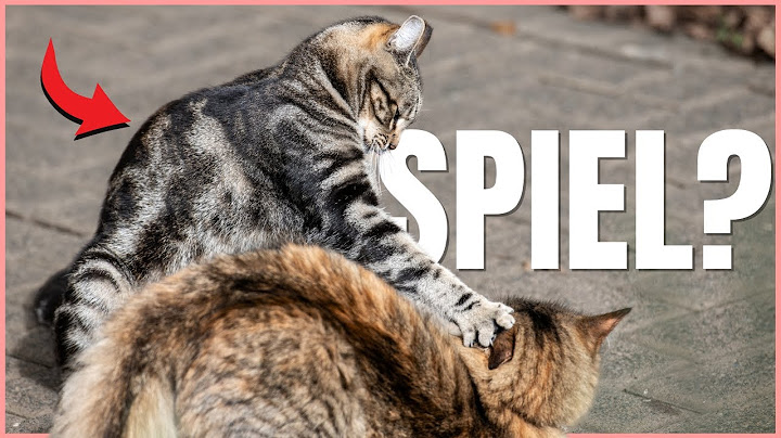 SPIEL oder KAMPF? Daran erkennst du es bei Katzen 💡