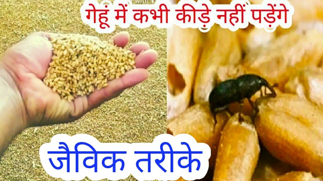 गेहूं को घुन से बचाने के जैविक तरीके | गेहूं को कीड़ों से कैसे बचाए | wheat store | agritech rishi - YouTube
