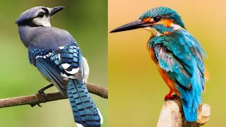 Our Planet One Planet FULL EPISODE Netflix