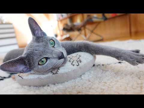 枕で快適お昼寝タイム【ロシアンブルーの猫】