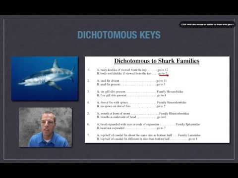 Classifying With Dichotomous Keys