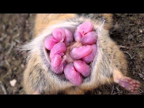 Video: 104 Adorable Kucēni SAFE pēc varoniskā automaģistrāles glābšanas