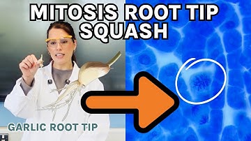 A-Level Biology Required Practical 2 | How to Prepare a Root Tip Squash for Mitosis (AQA Biology)