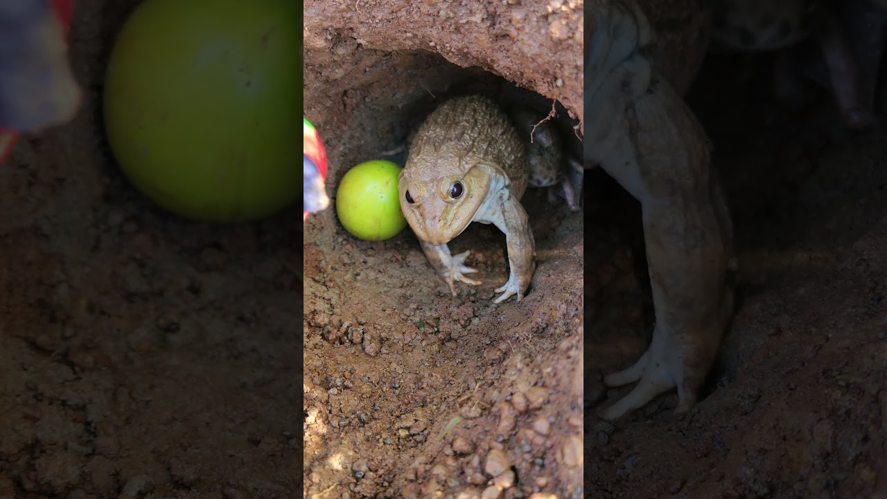 Frog vs Fruit Bowl 🥝🍓😜 