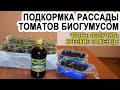 Подкормка рассады томатов биогумусом чтобы были толстенькие стебли