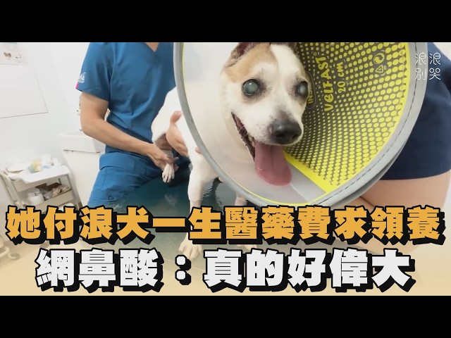 她付浪犬「一生醫藥費」求領養　網鼻酸：真的好偉大｜#全民話燒｜ @langlangdontcry