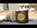 【生後3週間】初めてのへやんぽに興味津々の赤ちゃんうさぎ【ネザーランドドワーフ】