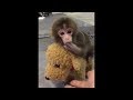 Very cute monkey videos④メッチャ可愛いお猿達④～Let's Monkey Tennis～