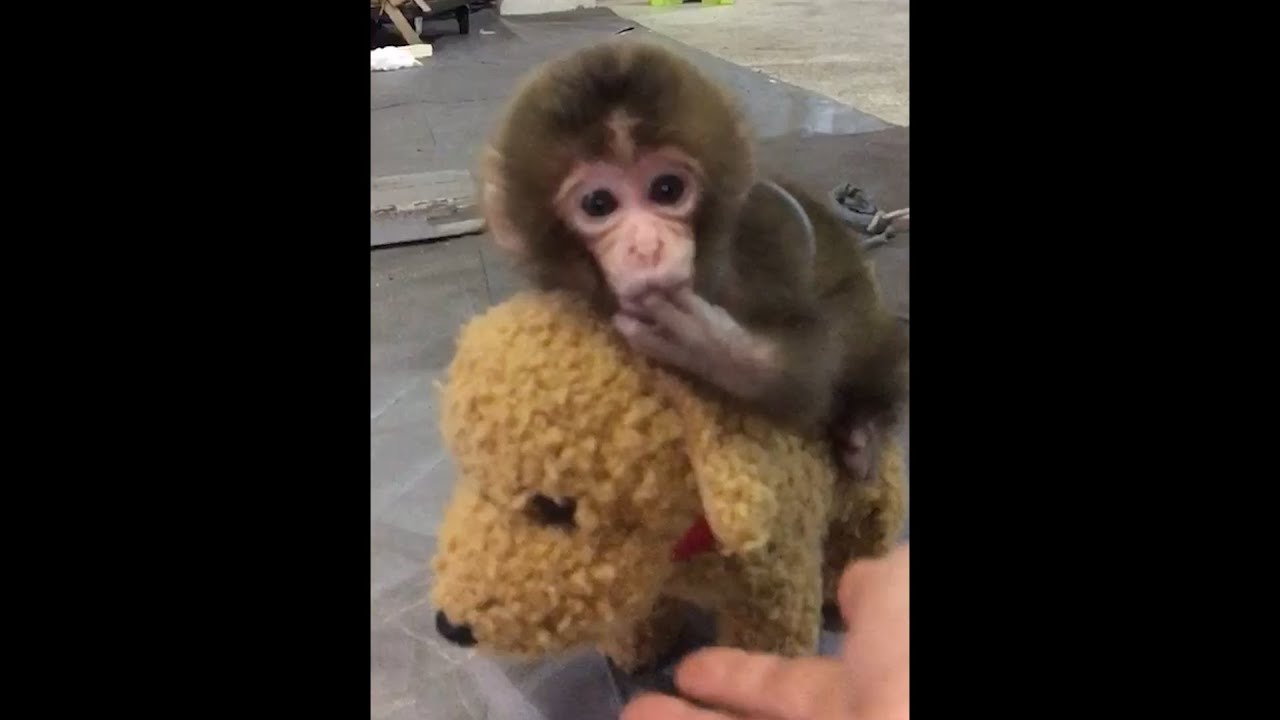 Very Cute Monkey Videos メッチャ可愛いお猿達 Let S Monkey Tennis Youtube