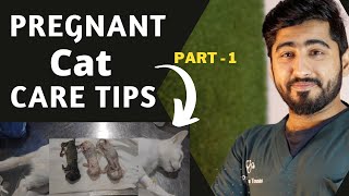 Pregnant Cat Questions || Cat Pregnancy: Everything You Need to Know Part  1 || Animalia Dot Pk