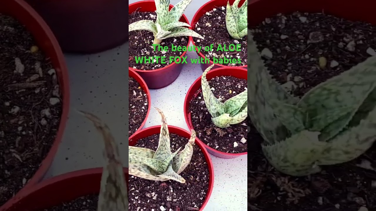 The beauty of ALOE WHITE FOX with babies - YouTube