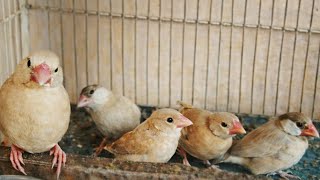 Fawn Java Sparrow 🐦🐦 Chicks🐤🐥🐤 Box Se Bahar Agaye 😍🥰❤ Subscribe like share my channel @Birdyswings