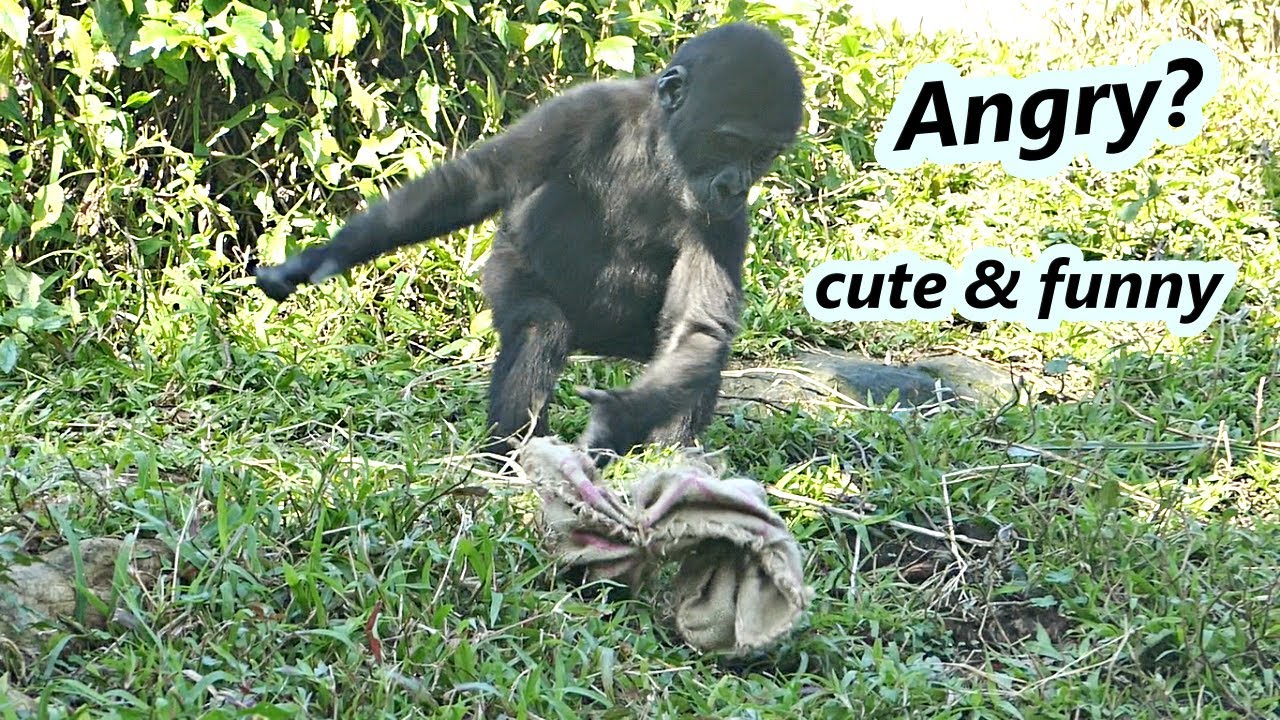 Gorilla Ringo was a kind of angry that he could not open the bag./ 小 ...