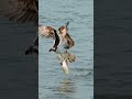 Osprey struggles with huge fish. Can the bird pull the fish from the water?