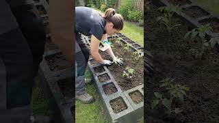 🍅 Smart Tomato Bed Transformation