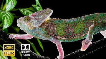 IPhone 12 HDR 4k 60fps Dolby Vision 10bit