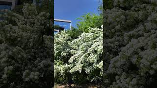 A Walk with the scent of spring flowers #atlanta #beltline #eastside #trail
