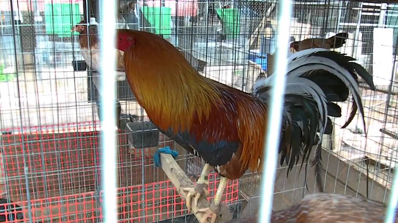 DINK sweater cash line