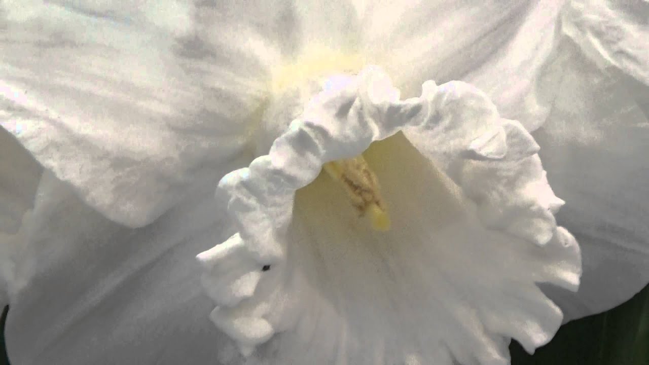 Daffodil Mount Hood - Daffodil Bulbs from DutchGrown.com