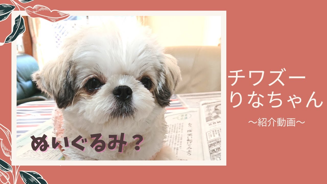 チワズー チワワ シーズー りなちゃんの可愛さを伝えたい Youtube