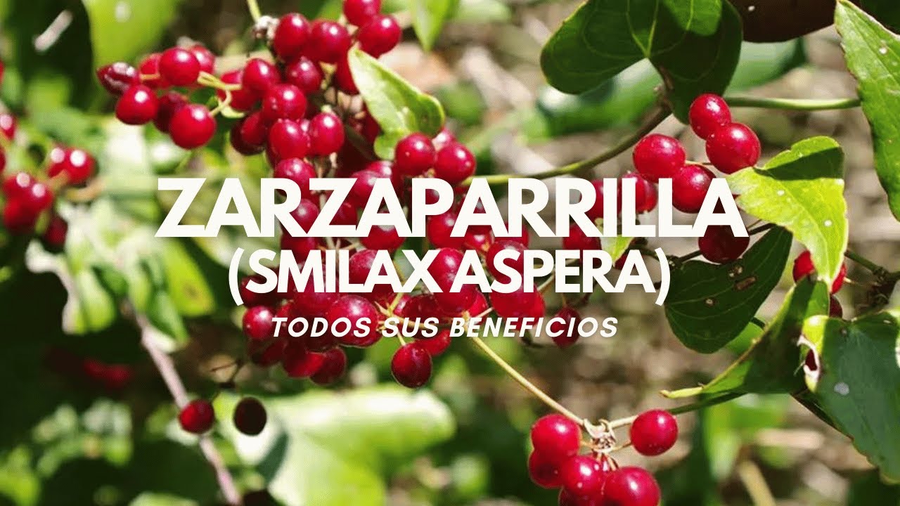Beneficios de la ZARZAPARRILLA (Smilax aspera) Tintura madre y Microdosis
