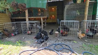 CHICKEN COOP EXTENSION: Mas maluwag, mas maganda | Fancy Chickens 