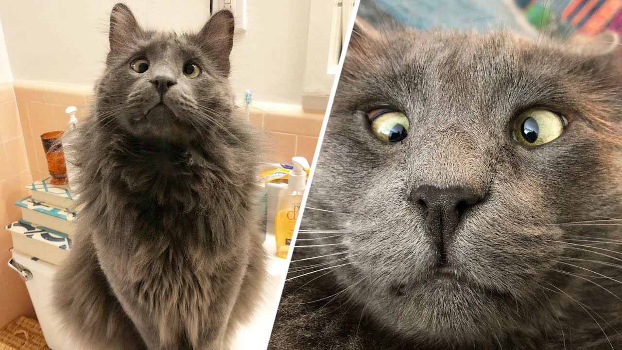 Woman wins lottery to take this cross-eyed shelter cat home - YouTube