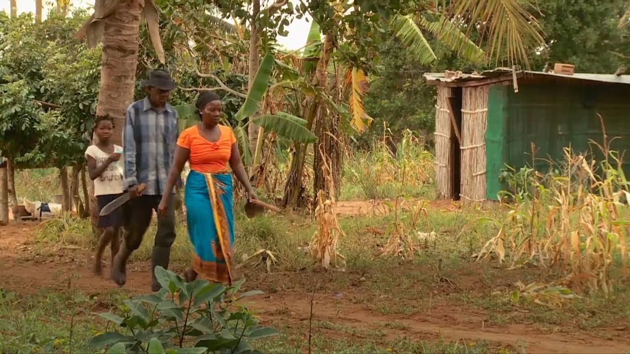 Em Moçambique, fundo agrícola da ONU ajuda famílias a se adaptarem às mudanças climáticas