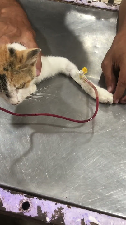 Plz donate , 03201448989 for easypaisa n jazz cash