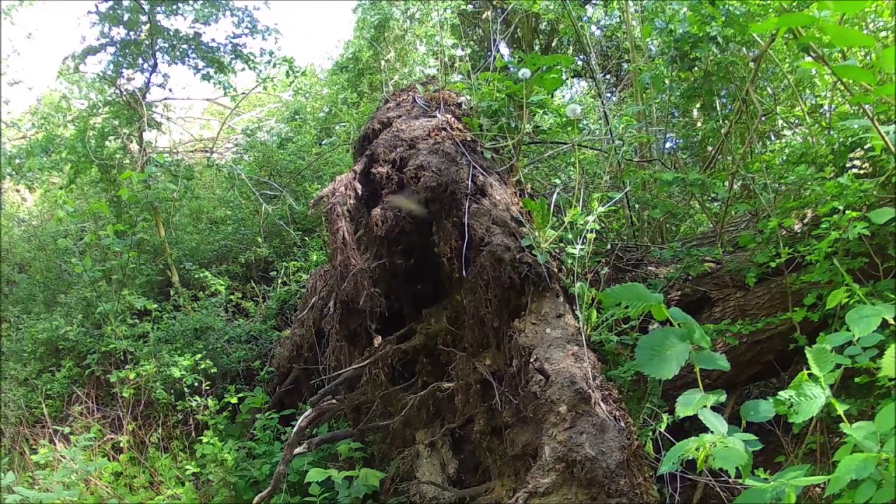 Die kleine Nordwestuferrunde am Mechower See (Mai 2020)