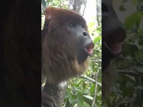 Video: Mono aullador: descripción de los primates y el significado de sus gritos