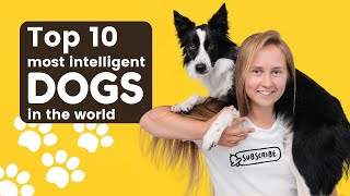 Amazing Facts: The Top 10 Most Intelligent Dogs in the World [2024]